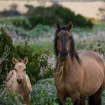 马论匹，猪论头，狗论只，到底为啥不一样？