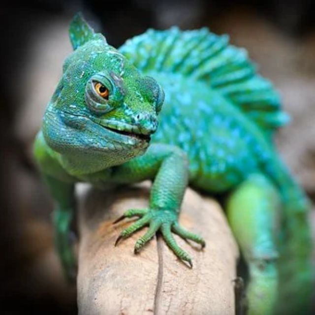 如果九尾狐真的存在，它的尾巴骨骼构造可能会是什么样子？