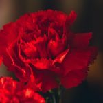 如何证明或反驳「一个红色的物体，当没有人看它的时候，它依然是红色」？