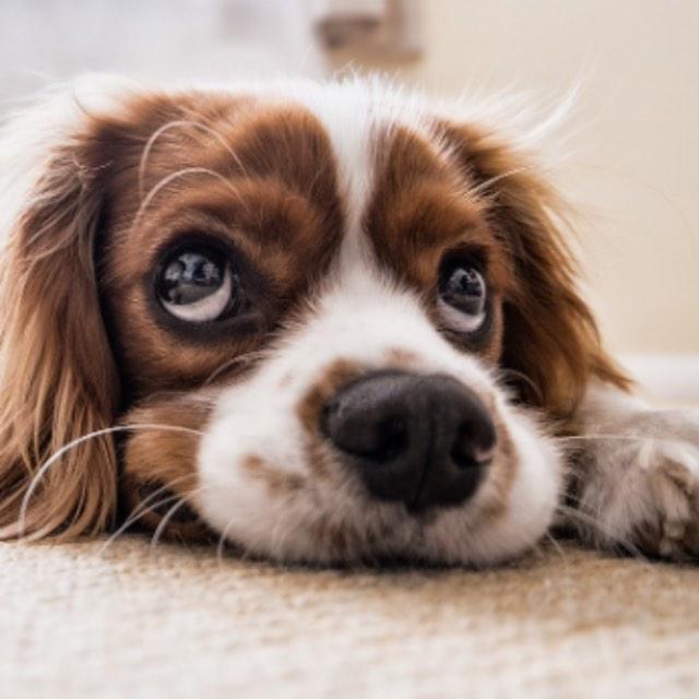 嗅觉为什么是唯一一个不通过丘脑而直接进入大脑的感觉?