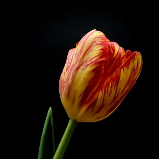 哲学和诗歌的关键区别是什么？