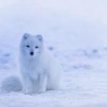 有哪些长的很像但是血缘关系很远的动物？