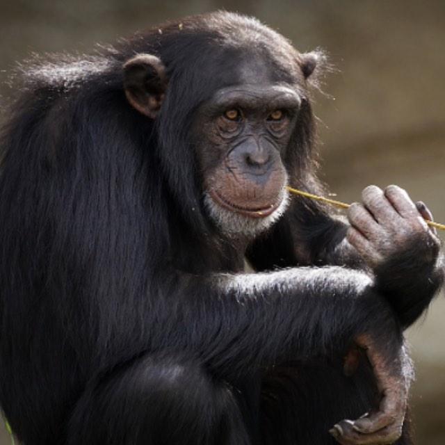 为何自黑猩猩以后，几乎所有人类亚种全部都灭绝了？