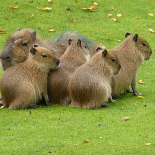 为什么有些动物喜欢吃便便？