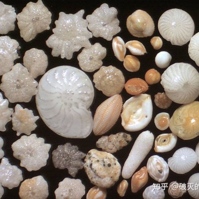 为什么会发生物种大灭绝？