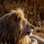 狮子是如何在非洲的食物链中占据重要位置的？