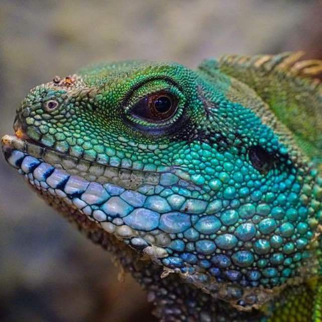 爬行动物为什么由其不甚重要的特征「爬行」来命名？