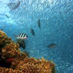 如果羊膜动物和两栖动物全部灭绝，鱼类还可能重新登陆吗?