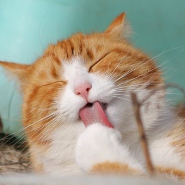 猫怕水，但能捕鱼，是怎么形成喜欢吃鱼的天性的？