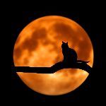 小事 · 猫临终前想要些什么?