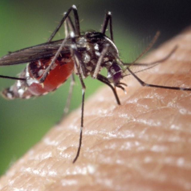 为什么不能制造出像蚊子口器一样的针头？