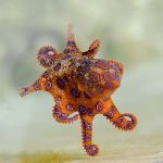 有什么动物长得人畜无害的其实杀伤力爆表？