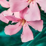 女孩嘴含夹竹桃拍照后中毒送医，如何从医学角度进行解释？日常所见中还有哪些花也含有毒素？