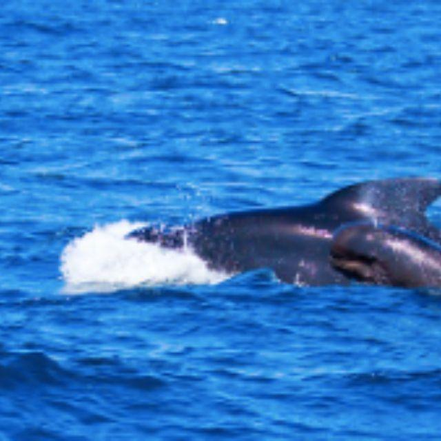 各个时代都有哪些占据绝对优势的「顶级掠食者」？