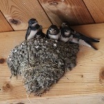 为什么燕子喜欢在人类家里筑巢？