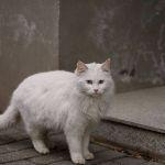 猫把自己的主人抓伤了，会有愧疚感吗？