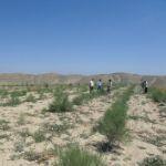 黄土高原有可能恢复成森林吗？沙漠会变成绿洲吗？