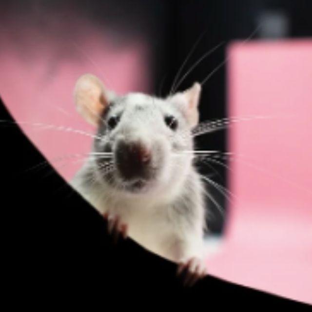 有没有长相相同，但基因截然不同的生物？