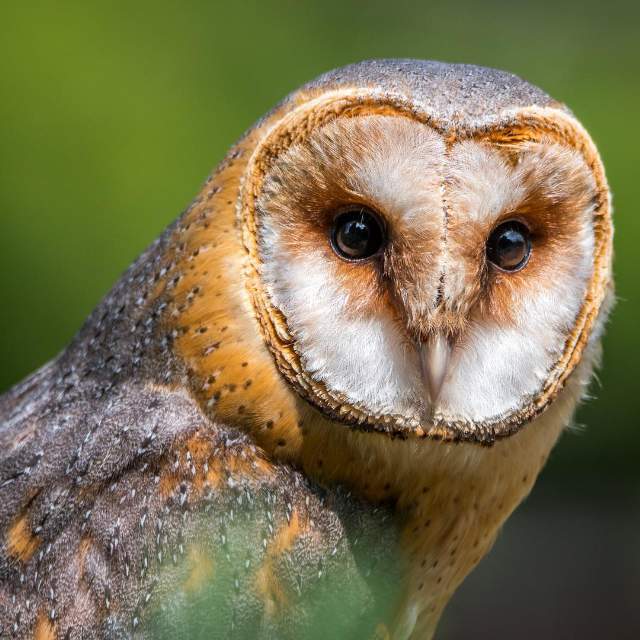 猫头鹰符合空气动力学吗? 