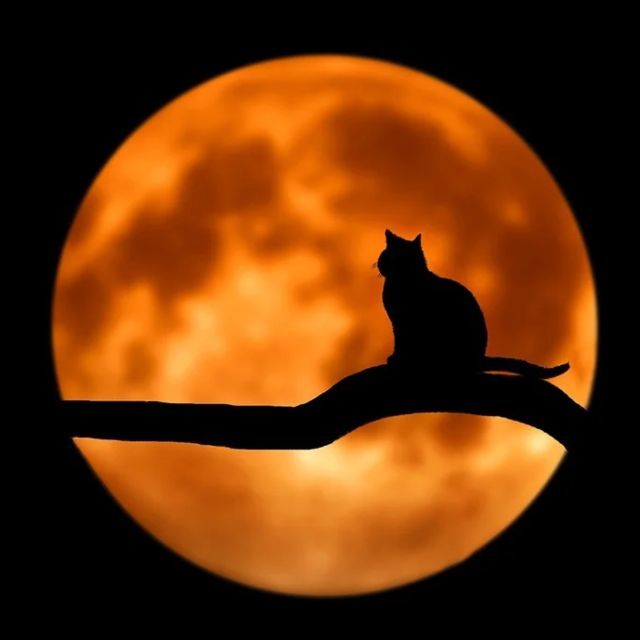 当我们对着猫学猫叫时，猫的内心世界是什么样的？