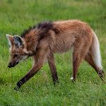 这个世界上有什么动物长得像 P 出来的?