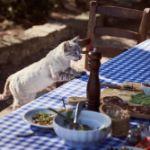 极度饥饿时人体会出现什么生理反应？