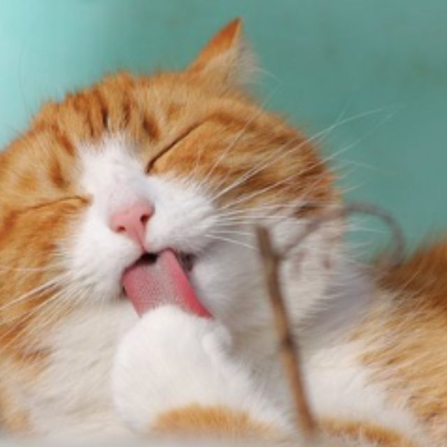 为什么生物从单细胞进化到现在,所有动物几乎都是左右对称的?