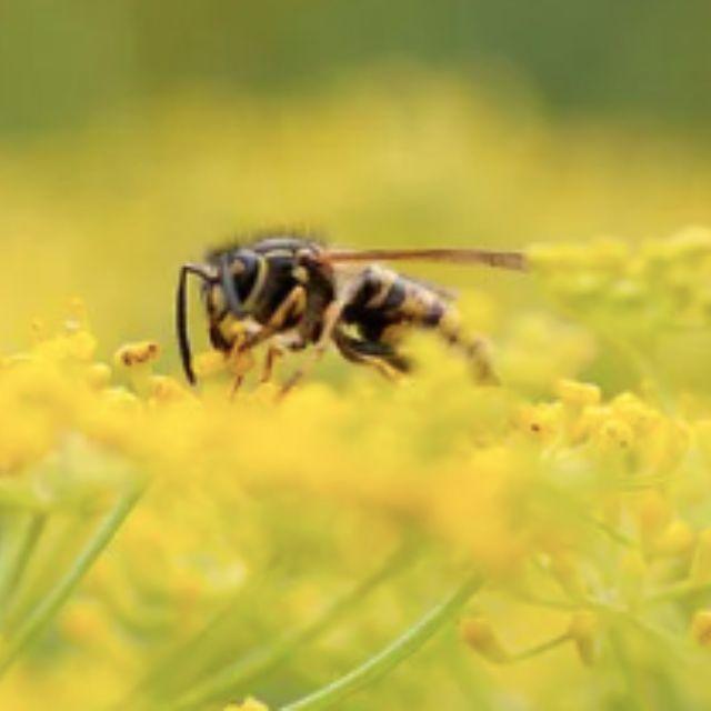 世界上有哪些剧毒的昆虫？被它们咬伤会有什么后果？