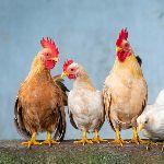 公鸡为啥不嫌自己打鸣声音太吵？它聋吗？