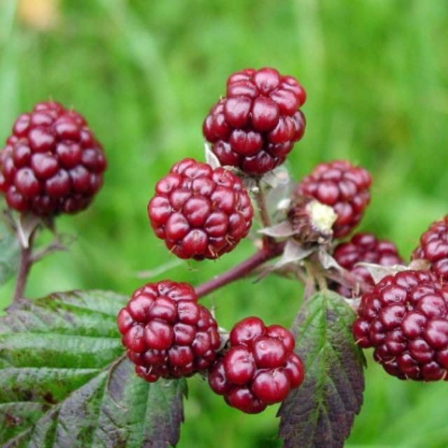 桑葚叶子为什么会这样长？