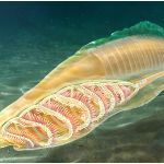 中国科学家确认 5.18 亿年前的云南虫是最原始脊椎动物，这一发现具有哪些意义？