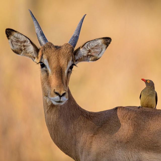 为什么羚羊、斑马只要一见到猎豹、狮子会立刻逃跑？它们是怎么知道对方要吃自己的？