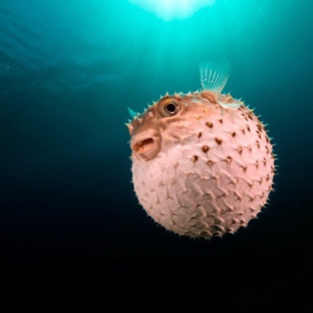 自然界有没有被自己毒素毒死的动物？