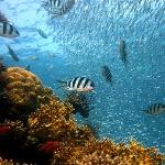 当孩子问「鱼儿用什么呼吸」该如何回答？