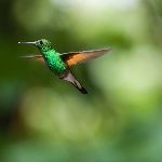 有没有长相相同，但基因截然不同的生物？