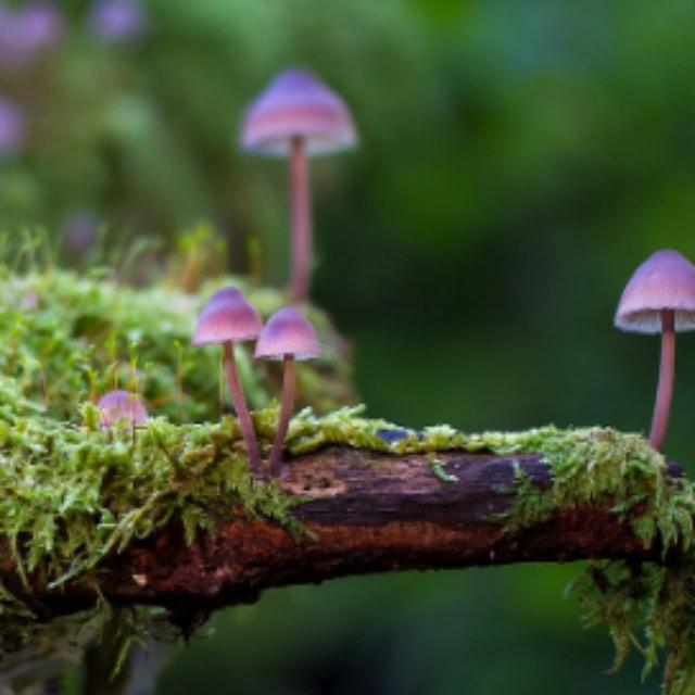 为什么蘑菇的味道特别鲜美？