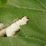 蚕吃过桑叶还会吃其他叶子吗?