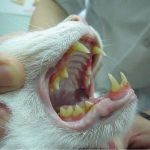 哪些养猫行为，其实是在让猫咪承受痛苦？