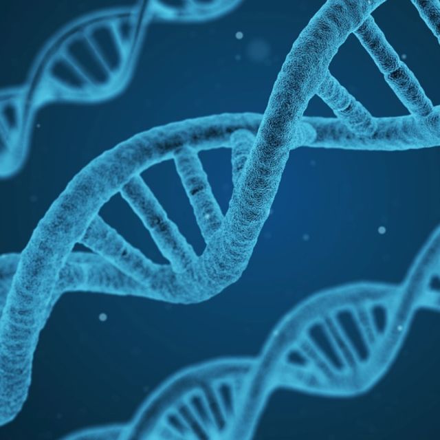 为什么其他生物就不能进化成「人」呢？