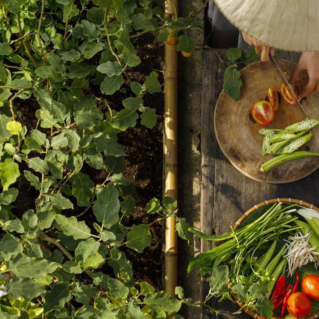 常见的菊科蔬菜都怎么叫？做法有什么区别？