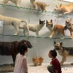 学龄前儿童，过早接触博物馆、艺术馆、科技馆等会对孩子产生什么样的影响?