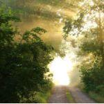 哪些脆甜可口的植物不能随便生吃？