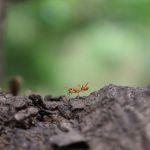 蚂蚁会迷路吗？