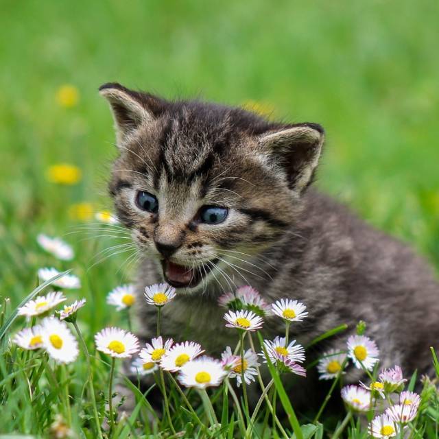 主人没饭吃，猫猫真的会抓鱼报恩吗？