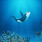 虎鲸的食物类型有哪些？