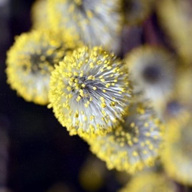 过敏有什么进化意义？为什么过敏的人没有被自然选择淘汰？