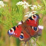 为什么雄性动物在颜色和羽毛方面比雌性动物更加鲜艳？