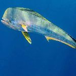 为什么鱼死后，身上的颜色会消退？