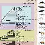 为什么把有蹄类下面的动物分成偶蹄目和奇蹄目而不是 1、2、3 蹄目？