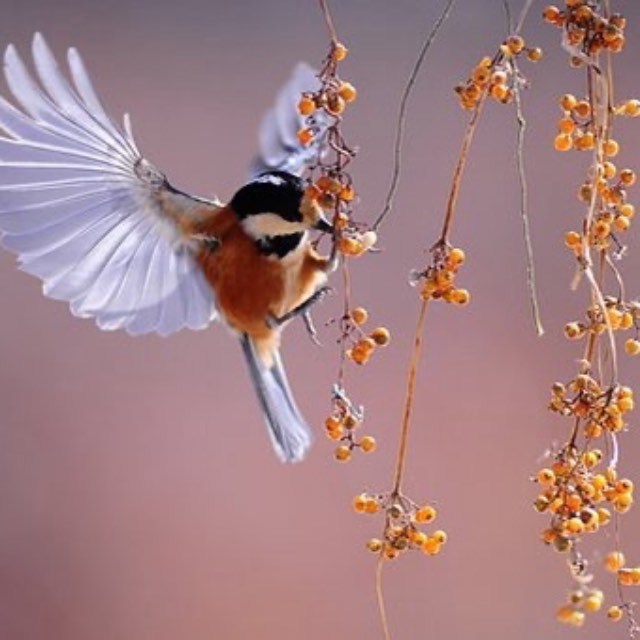 动物会给自己治病吗？